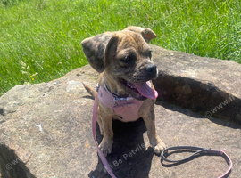 6 month old female puppy