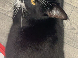 5 yr old female short haired girl