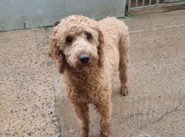Poodle (miniature) STUD