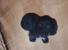 1 kc stunning working cocker spaniel