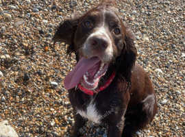 Male Cocker spaniel