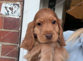 2 show cocker spaniel boys
