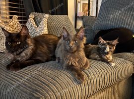 !!!still available!!! Beautiful smoke torti maincoon