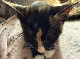 2 playful kittens for sale