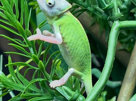 Stunning baby Yeman chameleons