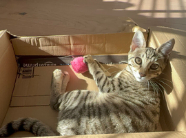 Savannah kitten