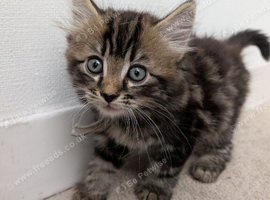 Kitten