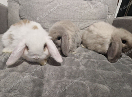 Baby mini lop bunnies for sale