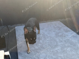 Frenchie bulldog
