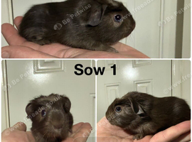 Baby guinea pigs