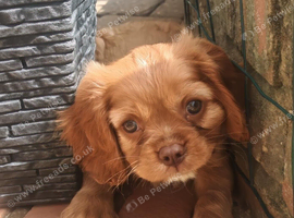 Chocolate Ruby Cavalier King Charles Spaniel