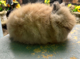 Lionhead Bunnies