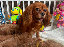 Cavapoo Puppies For Sale