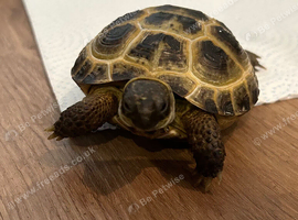 Turtles mini Horsfied tortoise