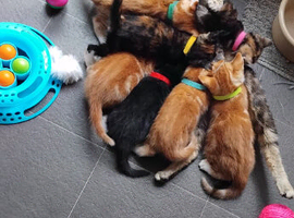 Kittens