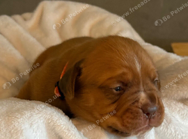 Dogue De Bordeaux in Torbay