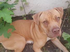 New Home for dog