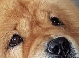 Beautiful girl chow