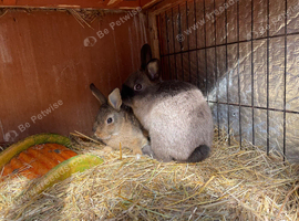 Chocolate Netherland dwarf