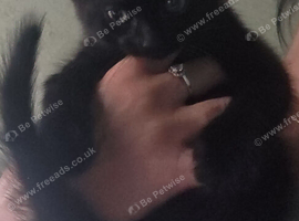 1 black female kitten 1 male tabby