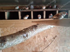 15 zebra finches