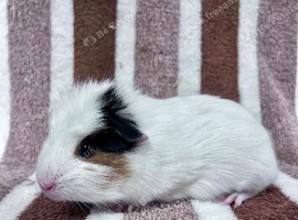 Young boar guinea pigs