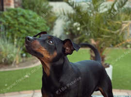 Miniature Pinscher - FOR STUD