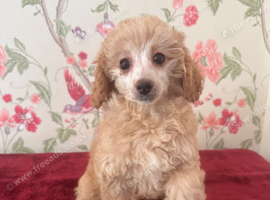 Extensively Health Tested kc toy poodle puppies
