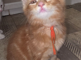 Ginger male kitten