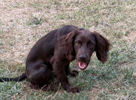 Female Cocker Spaniel