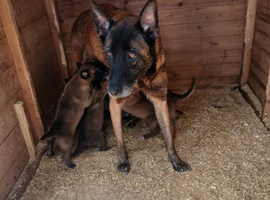 Religion malinois puppies