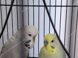 Budgies