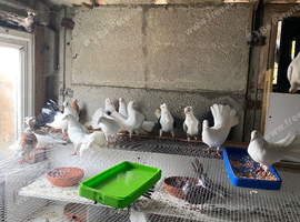 Piegons for sale