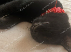 Black kitten