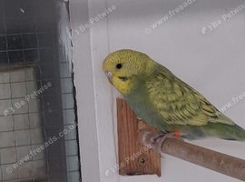 Budgie