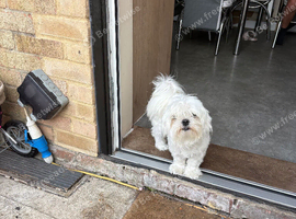 Maltese boy