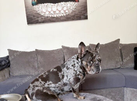 PROVEN FRENCHIE STUD AVAILABLE