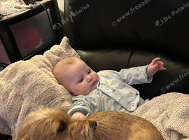 Teckle cross Yorkshire terrier