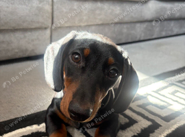 Black and Tan dachshund