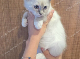 3 stunning ragdoll kittens left