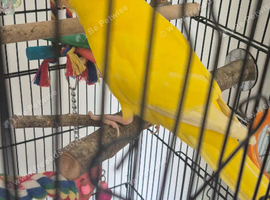 Male 4 month old kakariki