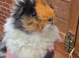 Baby Guinea pigs texel & merino