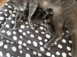grey tabby british short hair kittens