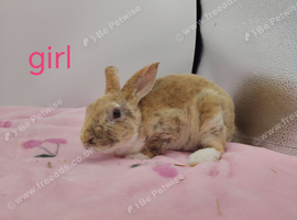 Lovely mini rex babys