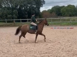 WANTED - safe, low-level all rounder