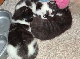 Kitten needed gone ASAP (free)
