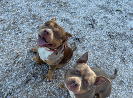 Two ABKC pocket bully&rsquo;s needing a new home