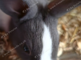 2 stunning blue dutch bunnys