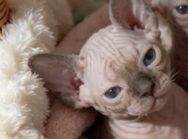 GORGEOUS SPHYNX KITTENS 3 BOYS