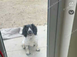 sprocker stud
